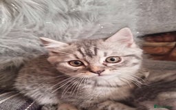 Mixed Breed cats for sale: Ragdoll cross Scottish fold - Image 5