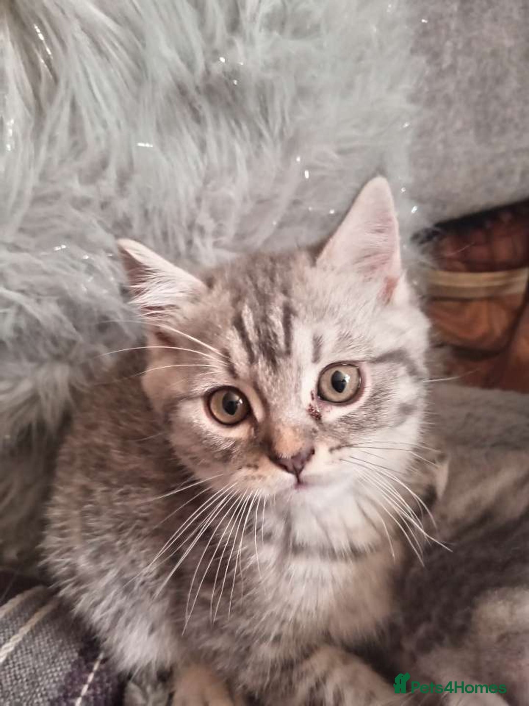 Mixed Breed cats for sale: Ragdoll cross Scottish fold - Image 5