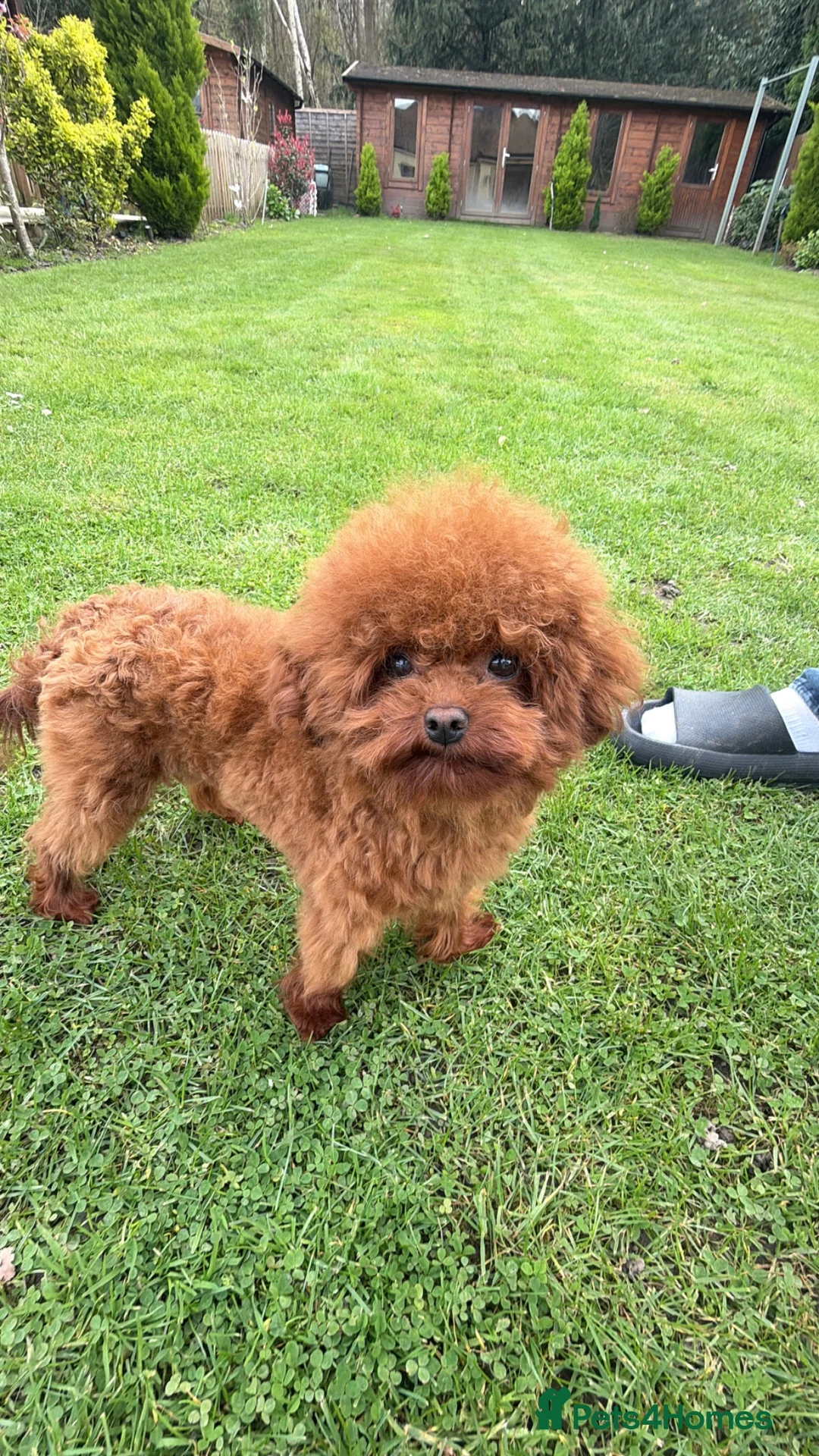Toy Poodle dogs for stud: Asian toy poodle Stud - Advert 1