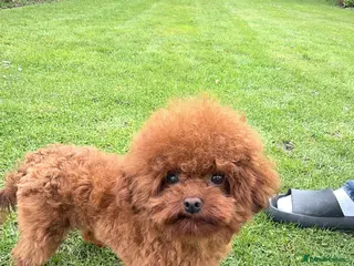 Toy Poodle dogs Asian toy poodle Stud - Advert 21