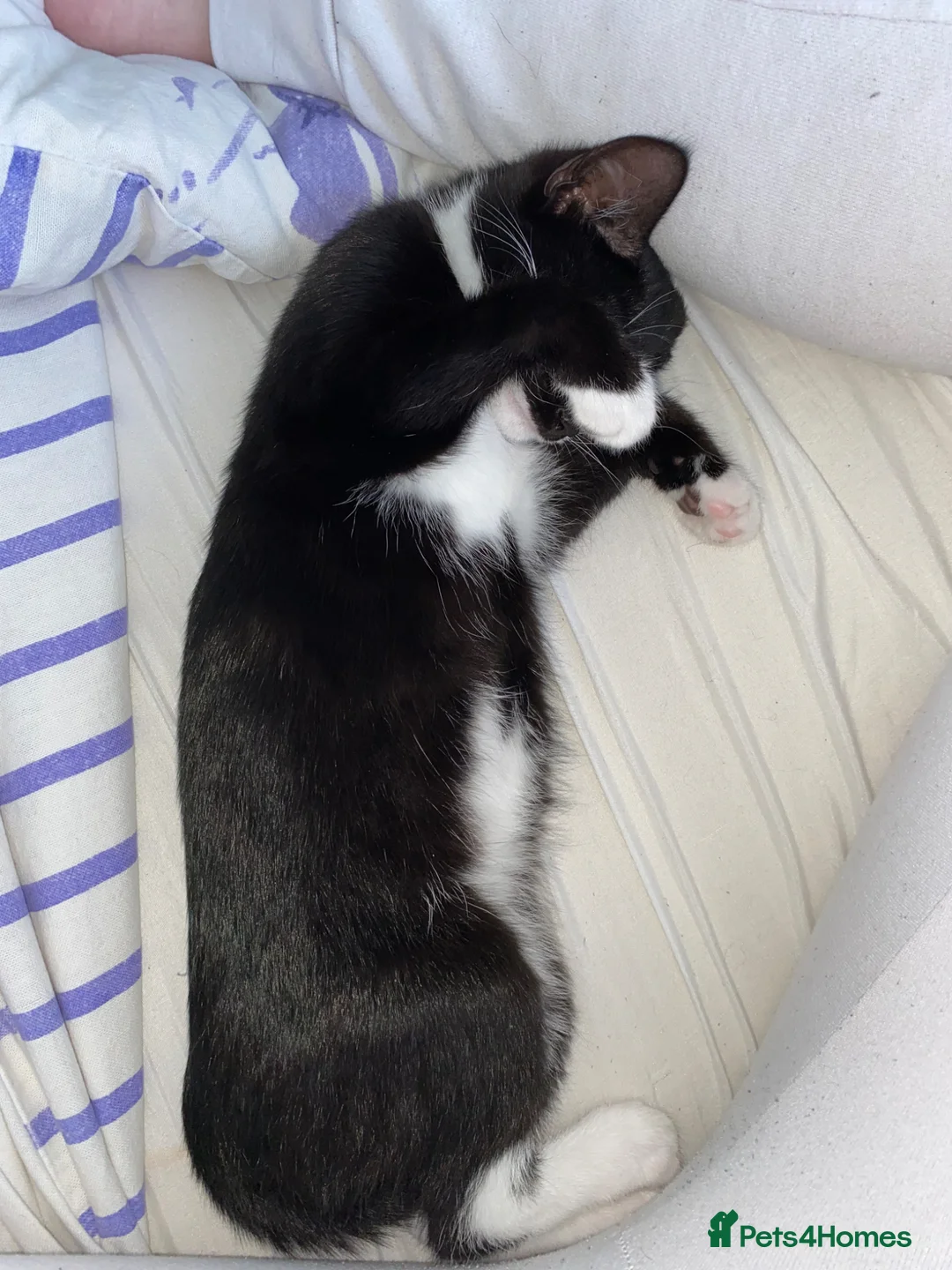 Domestic Shorthair cats for sale: Lilly  in South Shields - Advert 7