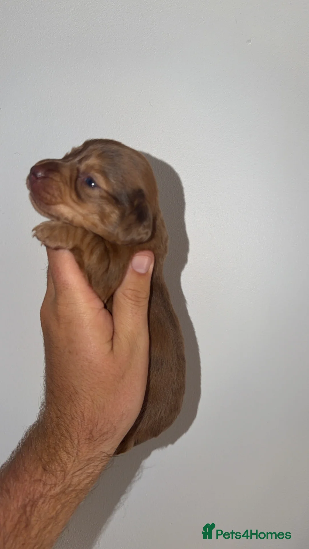 Miniature Dachshund dogs for sale: 6 miniature dachshund  - Advert 1