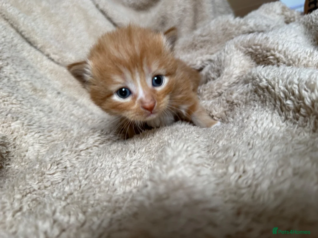 Mixed Breed cats for sale: 5 playful kittens for sale  in Chelmsford - Advert 22