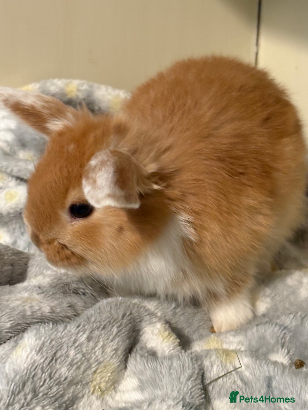 Mini Lop rabbits for sale: Vaccinated/raised indoors, mini lops and lion lop  - Advert 14