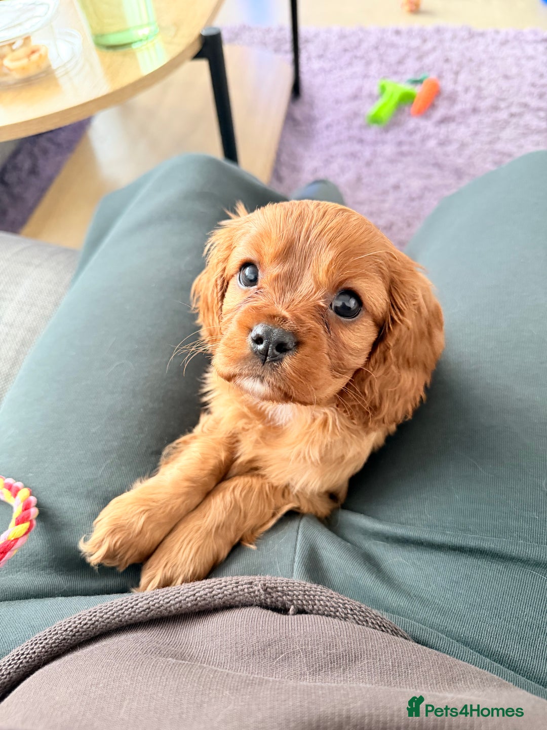 Cavalier King Charles Spaniel dogs for sale: Super sad URGENT rehoming - Advert 1