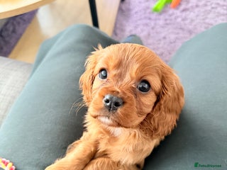 Cavalier King Charles Spaniel dogs Super sad URGENT rehoming - Advert 6