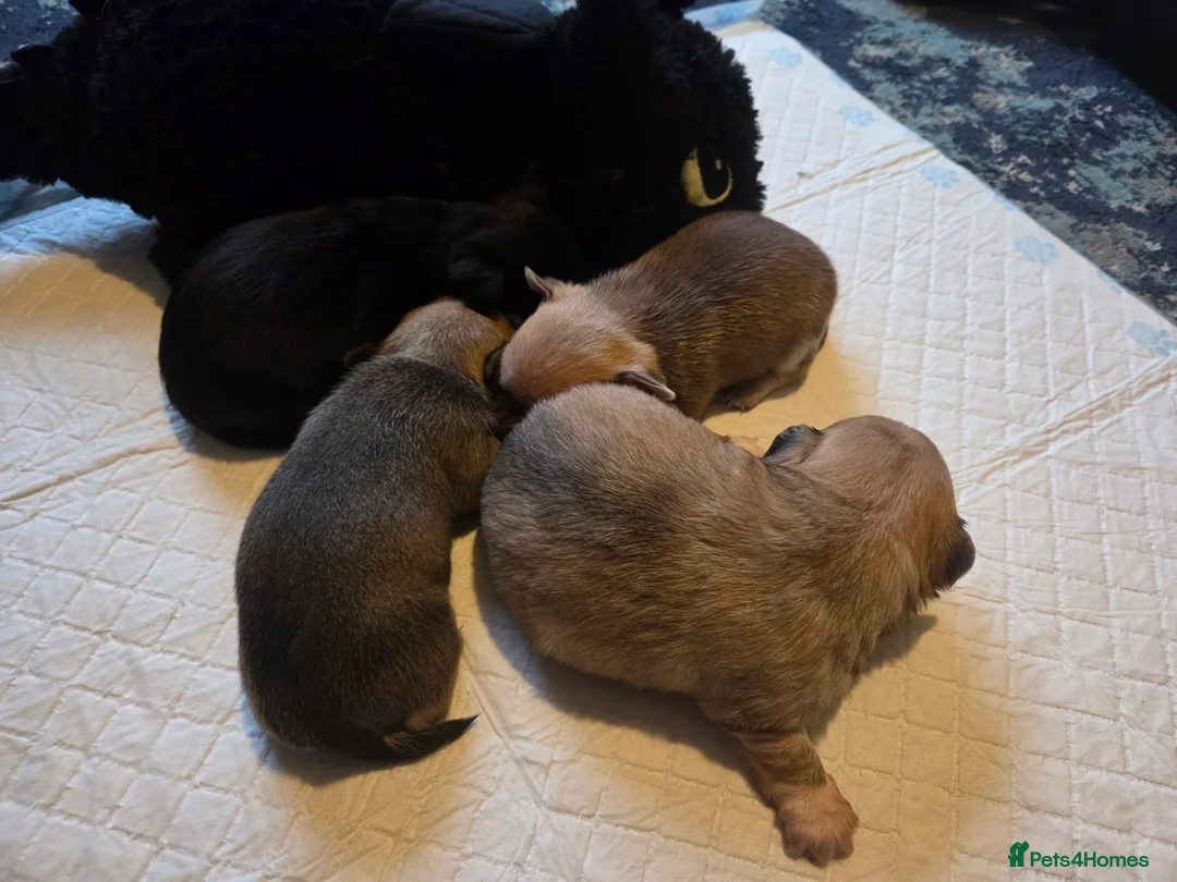 Chihuahua dogs for sale: Chihuahua Puppies - Advert 4