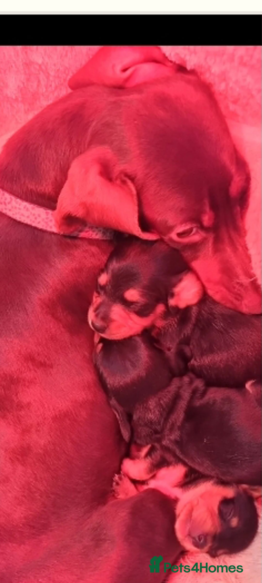 Miniature Dachshund dogs for sale: Miniature dachshund smooth haired  - Image 1