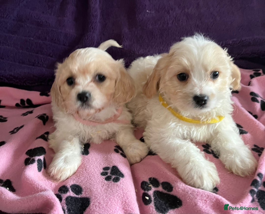 Cavachon dogs for sale: Cute Cavachon puppies  - Image 4