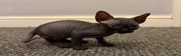 Sphynx cats for sale: Beautiful female baby Sphynx for sale  in Leicester - Advert 8