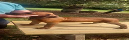 Rhodesian Ridgeback dogs for sale: Kc reg.health tested Rr puppies - Advert 6