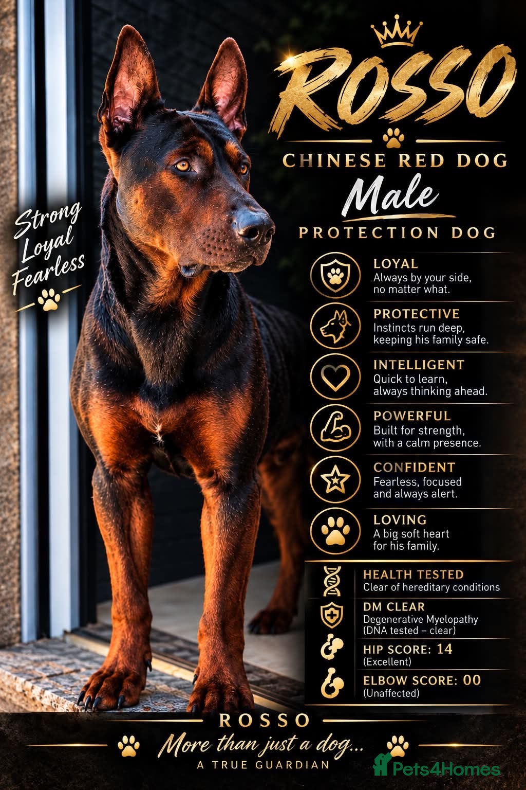 Chinese Red Dog dogs 3 female Chinese red dog pups, ready 19/10 - Advert 2