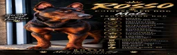 Chinese Red Dog dogs for sale: 3 female Chinese red dog pups, ready 19/10 - Advert 1