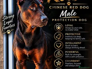 Chinese Red Dog dogs 3 girls ready to leave now - Advert 1