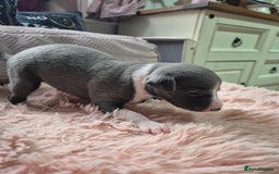 Whippet dogs for sale: Stunning KC Registered Blue Whippet Puppies - Image 7