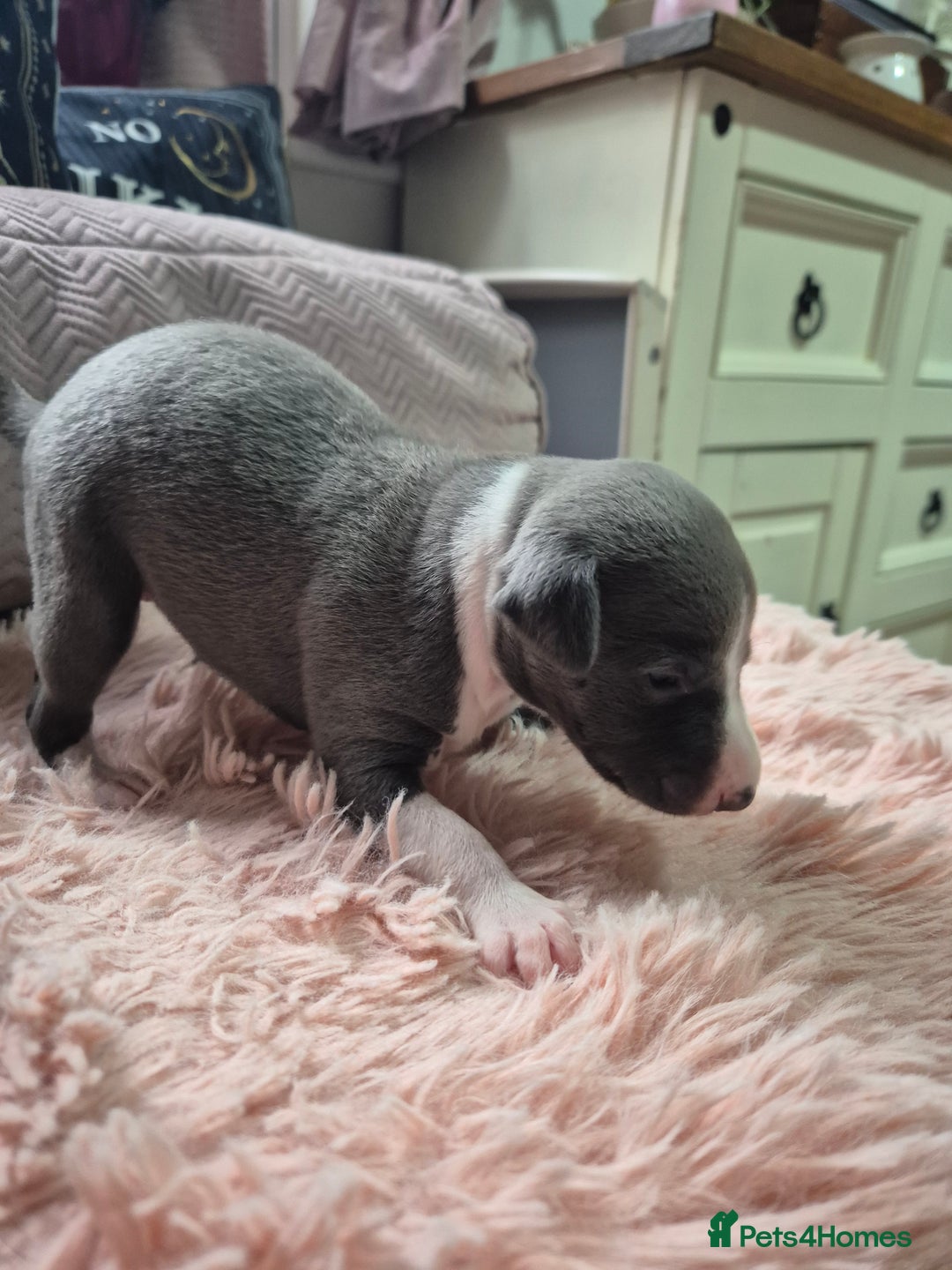 Whippet dogs for sale: Stunning KC Registered Blue Whippet Puppies - Image 7