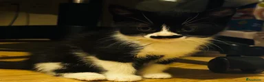 Mustache 
