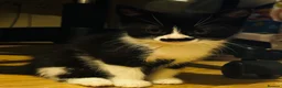 Mixed Breed cats for sale: Playful and lovely kittens  - Advert 8