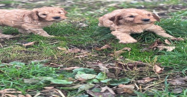 Cockapoo dogs - Advert 2