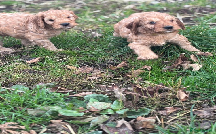 Cockapoo dogs - Advert 9