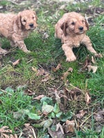 Cockapoo dogs - Advert 2