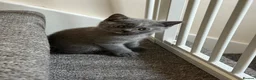 British Shorthair cats for sale: British shorthair - Advert 12