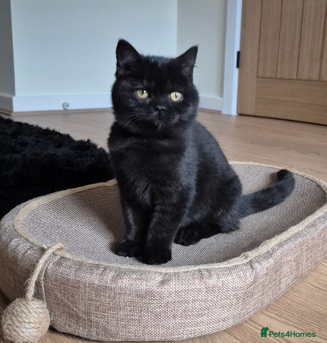 British Shorthair cats for sale: 2 Stunning full BSH kittens available - Advert 9