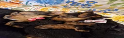 Yorkshire Terrier dogs for sale: Yorkshire Puppies for Sale - Advert 5