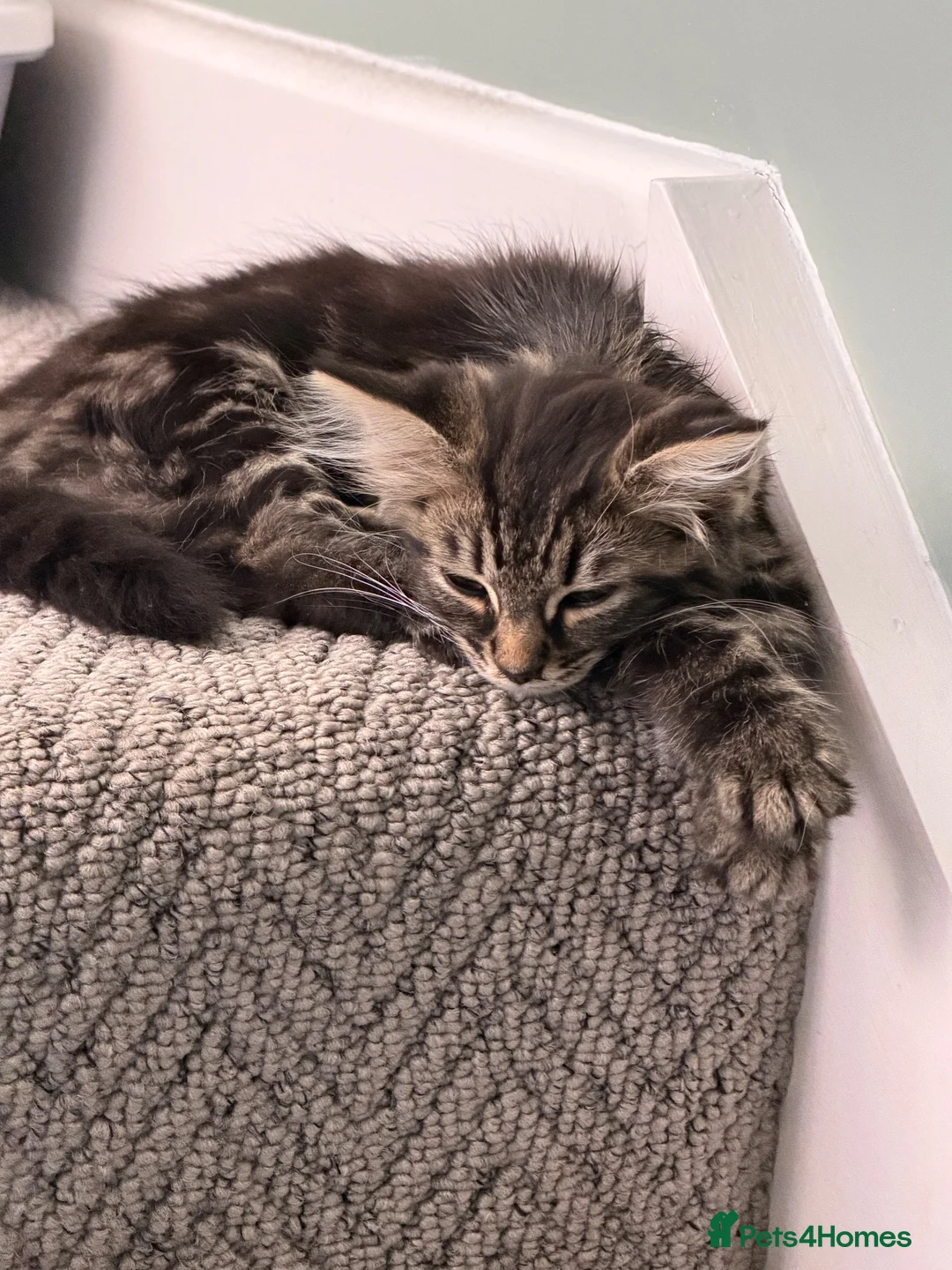 Maine Coon cats for sale: Maine Coon cross  - Advert 3