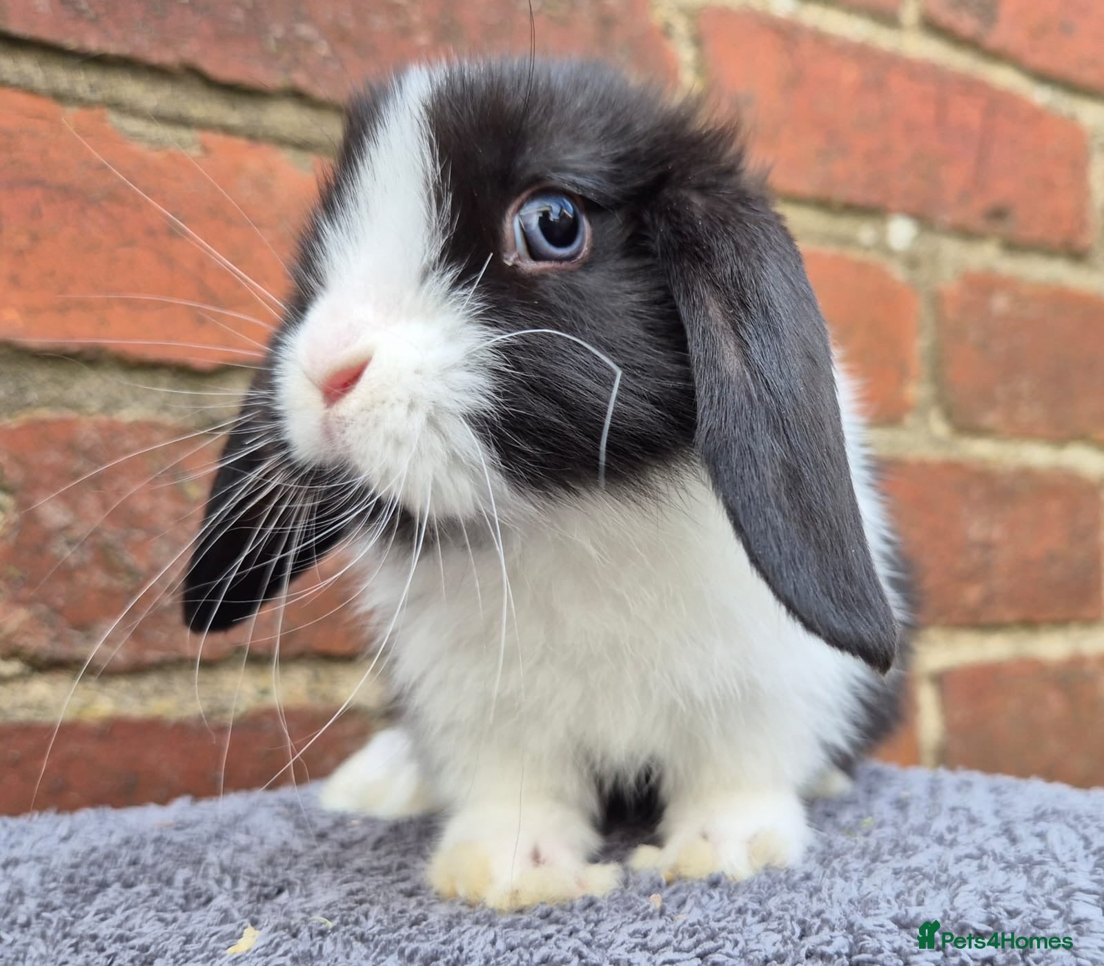 Mini Lop rabbits Mini lops ready - Advert 18
