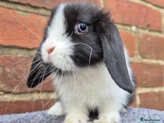 Mini Lop rabbits Mini lops ready - Advert 18