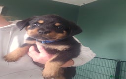 Rottweiler dogs for sale: Rottweiler Champion bloodline  - Image 1