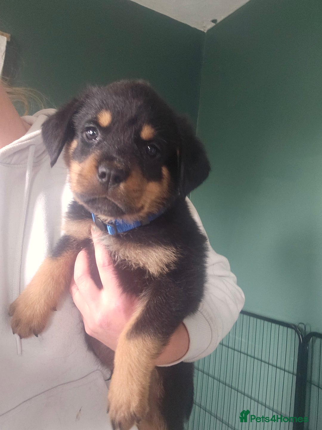 Rottweiler dogs for sale: Rottweiler Champion bloodline  - Image 1