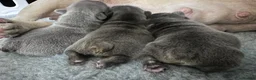 French Bulldog dogs for sale: Blue French bulldog pups  in Wirral - Advert 13