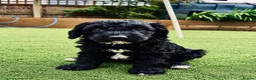 Sproodle dogs for sale: Stunning F1 Sproodles  - Advert 13