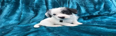 Jackapoo 5