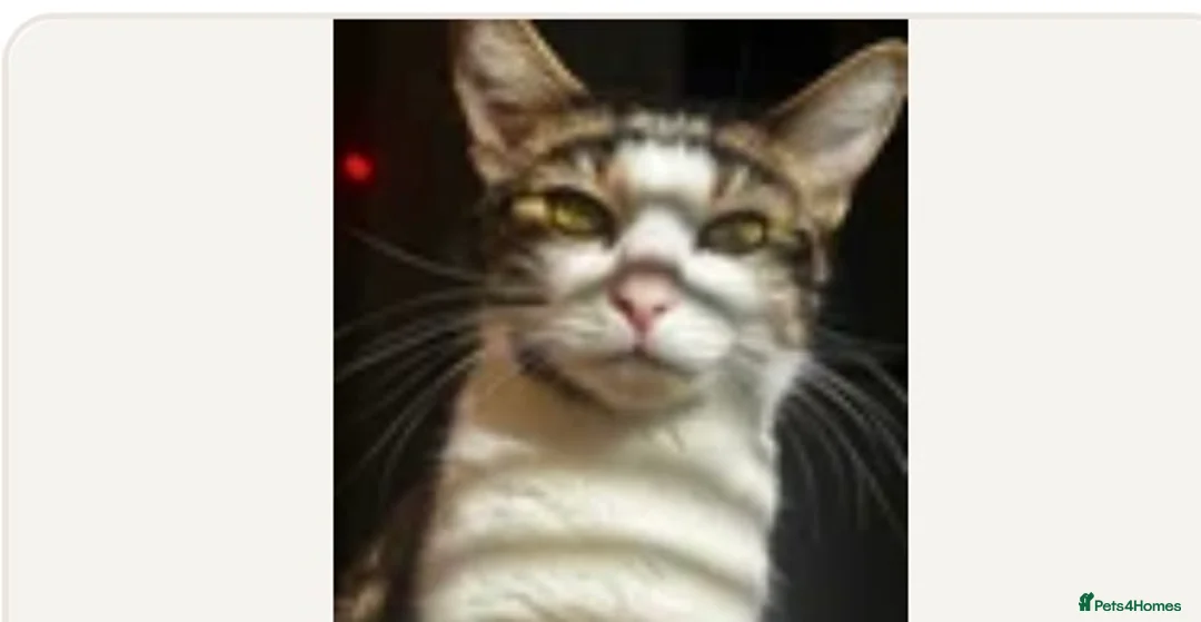 Mixed Breed cats for sale: Kittens available  - Advert 2