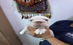 French Bulldog dogs for sale: French bulldog puppies - Image 5