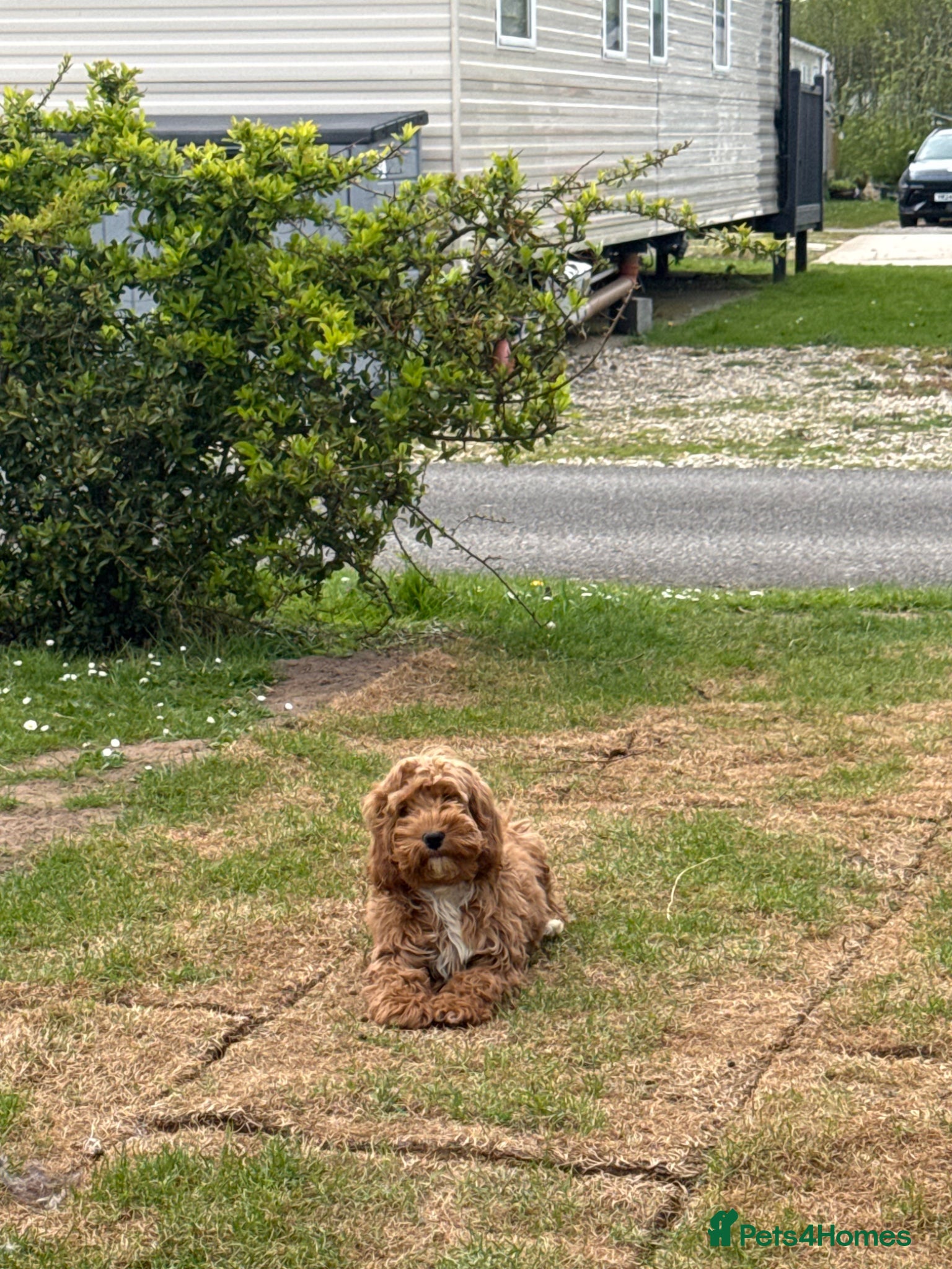 Cockapoo dogs for sale: Ginger the Cockapoo - Advert 1