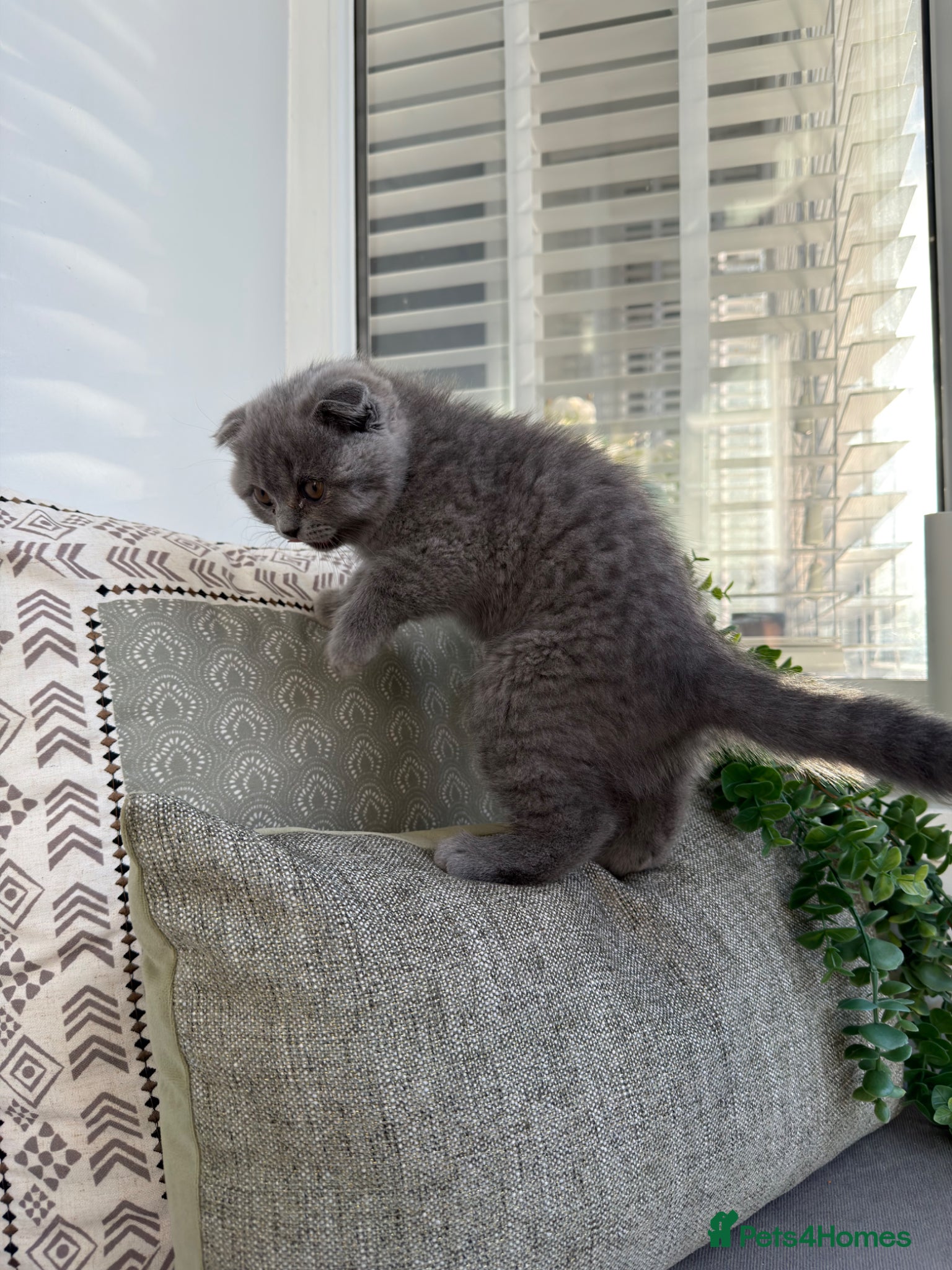 Scottish Fold cats Beautiful Scottish Fold Female – Bella – Ready Now - Advert 1