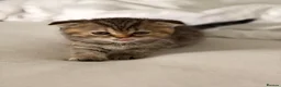 Scottish Fold cats for sale:     Meet Our 4 Sweet Scottish Fold Kittens - Advert 14