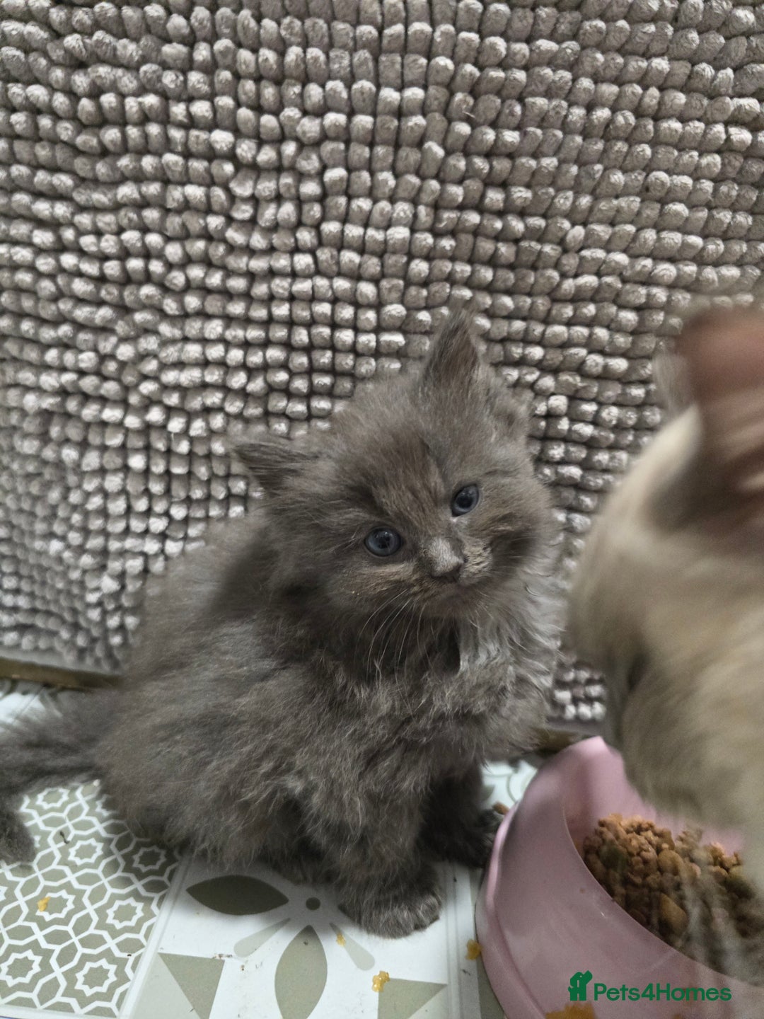 Ragdoll cats for sale: Gorgeous half ragdolls - Advert 11