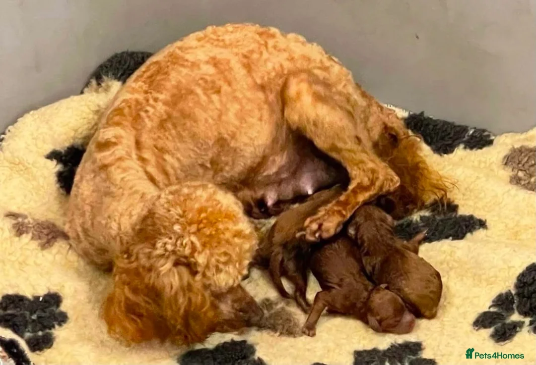 Toy Poodle dogs for sale: Toy poodle puppies looking for there forever home  - Advert 2