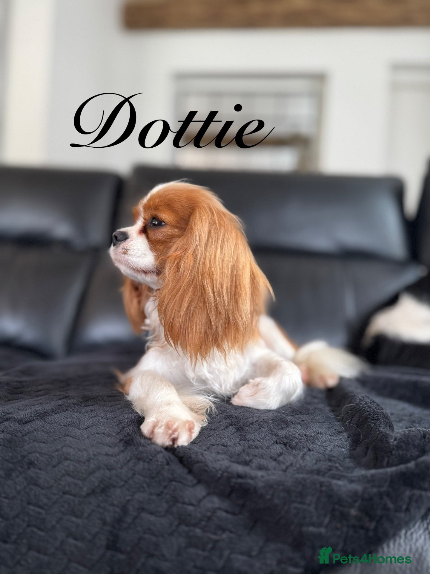 Cavalier King Charles Spaniel dogs Puppies en route Cavalier King Charles Spaniels - Advert 1