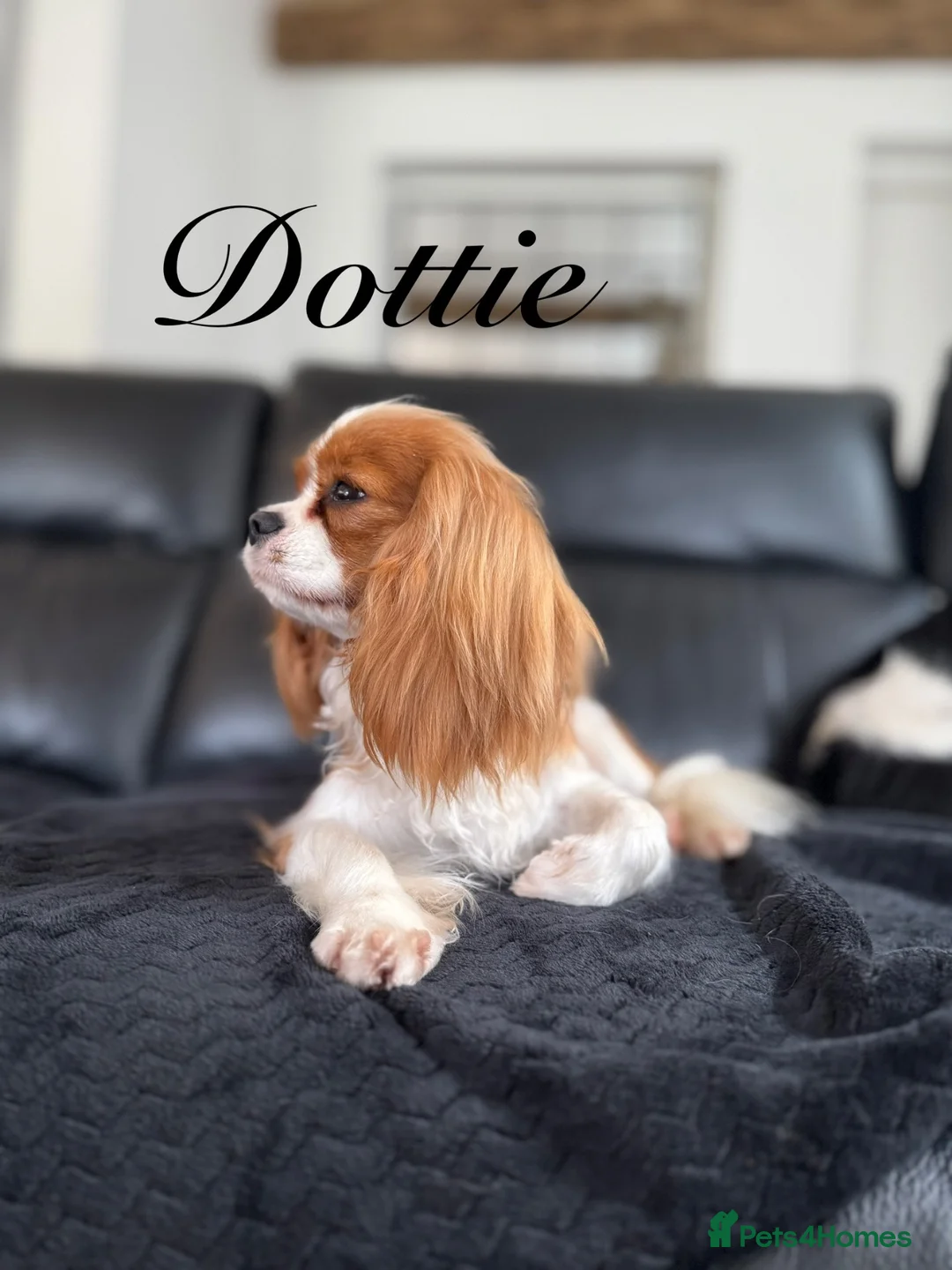 Cavalier King Charles Spaniel dogs for sale: Puppies en route Cavalier King Charles Spaniels in Lancaster - Advert 1