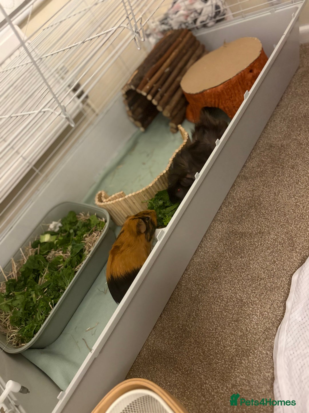 Guinea Pig rodents for sale: 2 boar Guniea pigs - Image 7