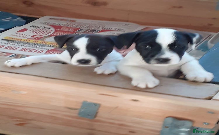Mixed Breed dogs 💖 Double trouble 2 gorgeous jack Russell boys 💖 - Advert 13