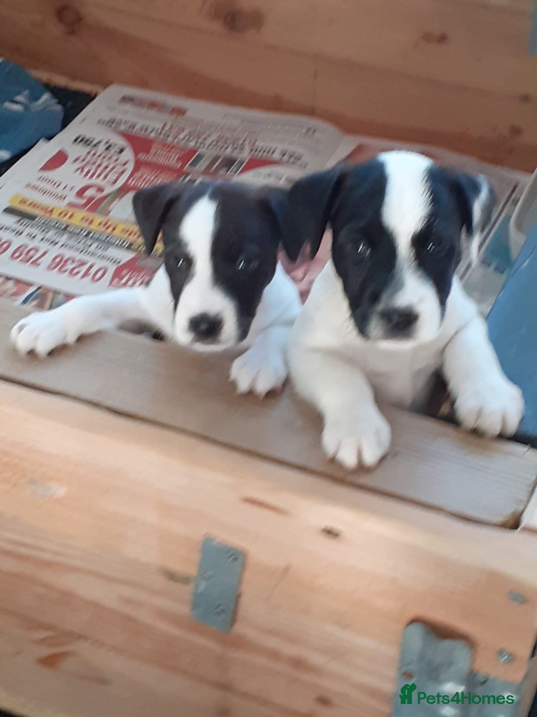 Mixed Breed dogs for sale: 💖 Double trouble 2 gorgeous jack Russell boys 💖 - Advert 1