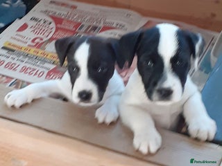 Mixed Breed dogs 💖 Double trouble 2 gorgeous jack Russell boys 💖 - Advert 1