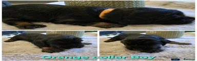 Cocker Spaniel 4